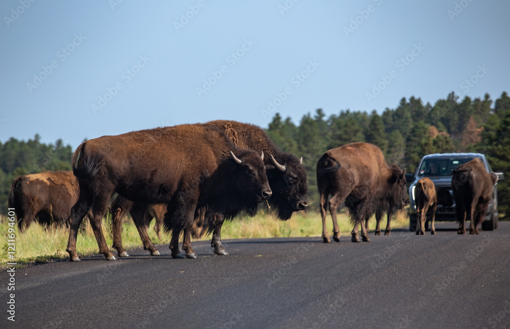 American Buffalo Crossing the Road, Custer State Park, South Dakota American Buffalo Crossing the Road, Custer State Park, South Dakota