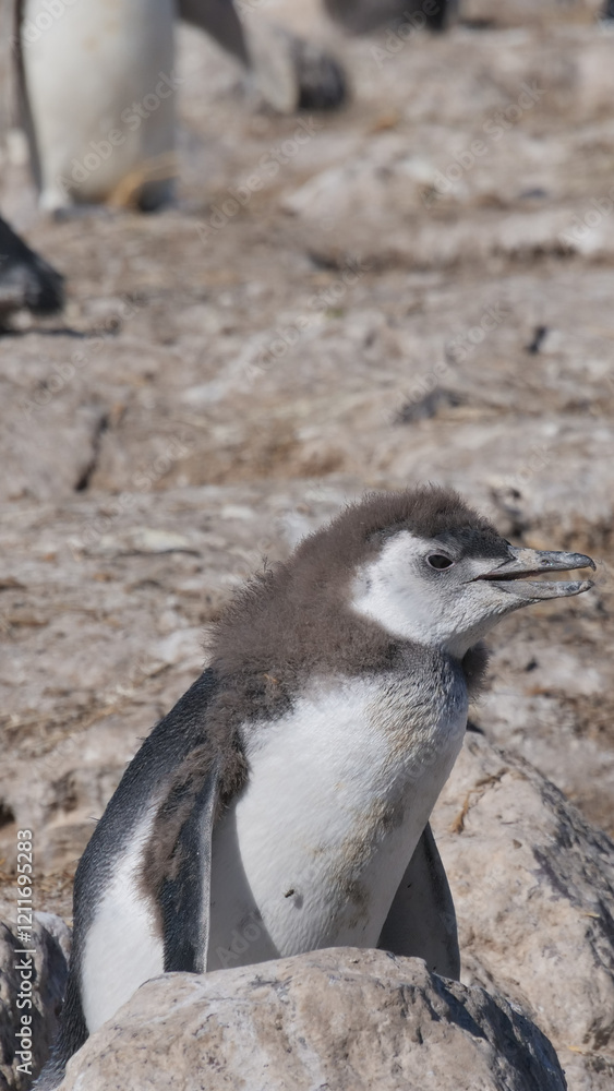 Fototapeta premium Vertical image of A group of Magellanic Penguins Spheniscus magellanicus chicks standing on rocks basking in the sun and molting.