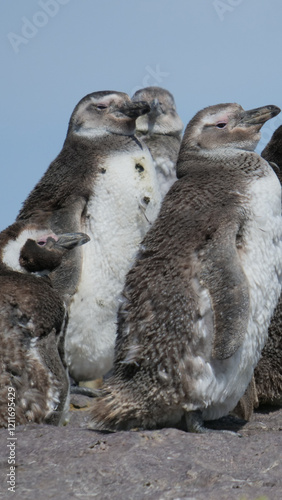 Vertical image of  Close-up  of a group of Magellanic Penguin Spheniscus magellanicus chicks standing on rocks they are molting photo