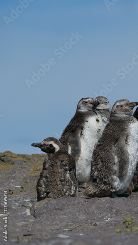 Vertical image of Close-up  of a group of Magellanic Penguin Spheniscus magellanicus chicks standing on rocks they are molting photo