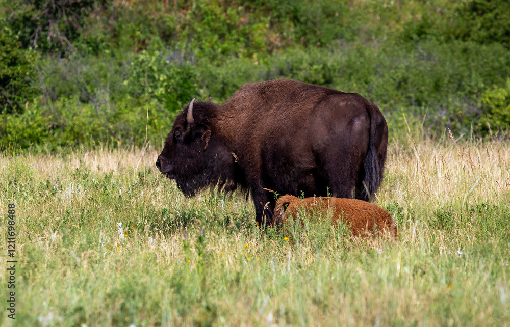 American Buffalo and Calf in the Field, Custer State Park, South Dakota American Buffalo and Calf in the Field, Custer State Park, South Dakota