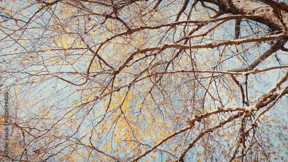 A serene view looking up through a canopy of golden autumn leaves. Soft, natural light filters through the branches, creating a peaceful atmosphere. Perfect for nature documentaries, relaxation videos A serene view looking up through a canopy of golden autumn leaves. Soft, natural light filters through the branches, creating a peaceful atmosphere. Perfect for nature documentaries, relaxation videos