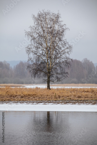 Wallpaper Mural tree in the snow Torontodigital.ca