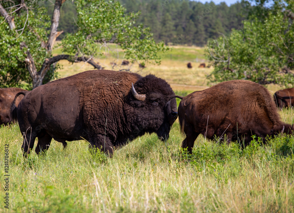 Herd of American Buffalo in the Field, Custer State Park, South Dakota Herd of American Buffalo in the Field, Custer State Park, South Dakota