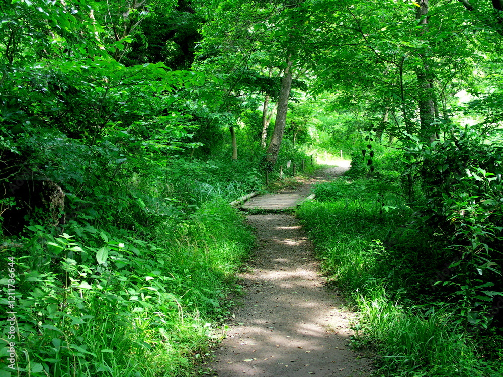初夏の木漏れ日の小道のある林風景 初夏の木漏れ日の小道のある林風景