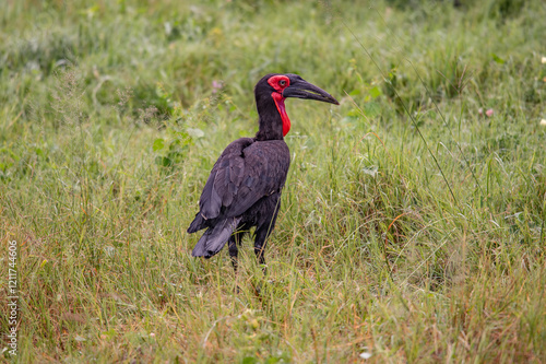 Southern Ground Hornbill (Bucorvus leadbeateri; formerly known as Bucorvus cafer) searching for food and eating a prey in Kruger National Park in thegreen season in South Africa photo