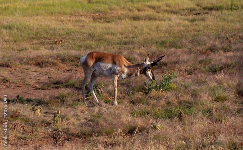 Pronghorn in the Grasslands, Wind Cave National Park in South Dakota, USA photo