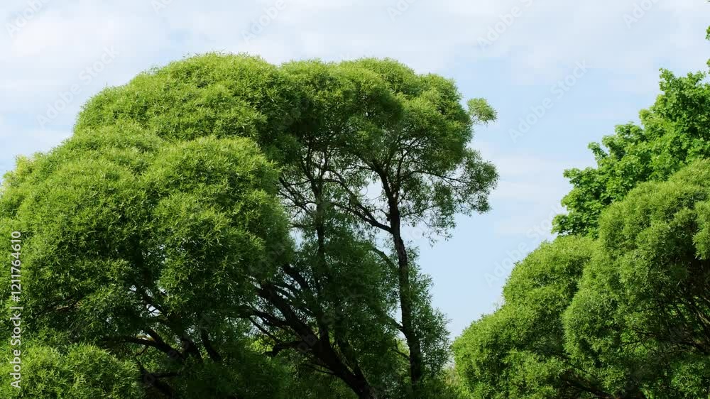 Lush willow trees with vibrant green foliage contrast against peaceful blue sky Lush willow trees with vibrant green foliage contrast against peaceful blue sky