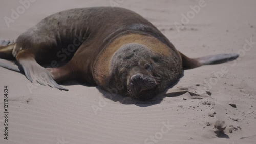 Close-up of South American Fur Seal resting under the sun (Otaria flavescens) Patagonia, Argentina. photo