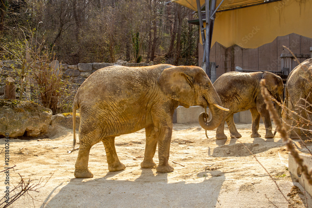 Fototapeta premium View of African elephants in a zoo on a sunny day in spring