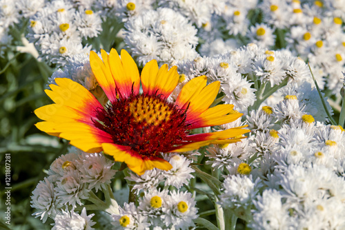 Vibrant flower among white blooms in sunny garden photo