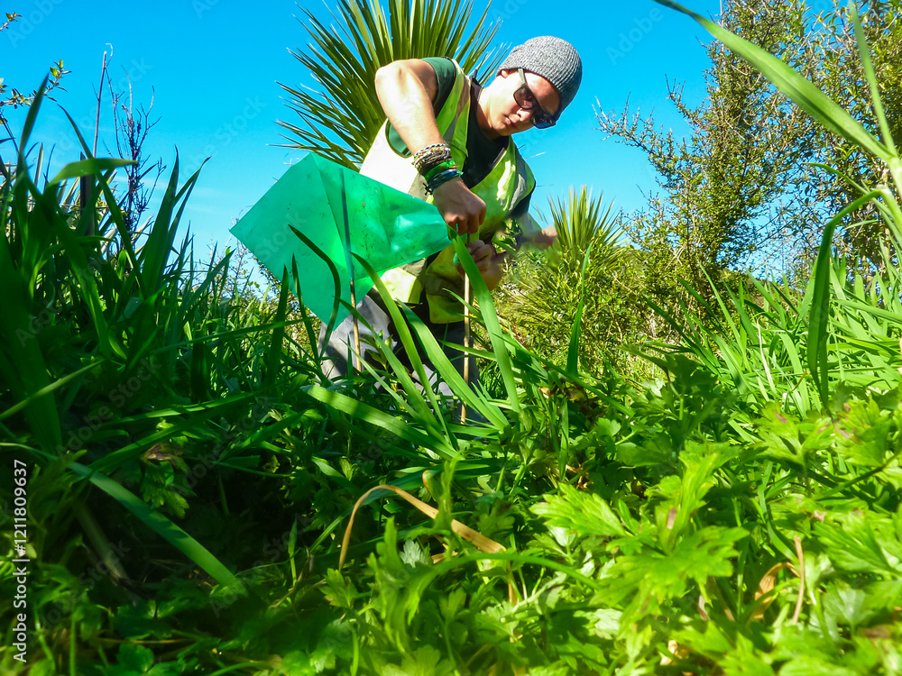 Volunteering male person plants tree on West Coast, New Zealand, South Island. Activity supports reforestation. Ecological restoration efforts in region. Conservation volunteering. Environment service