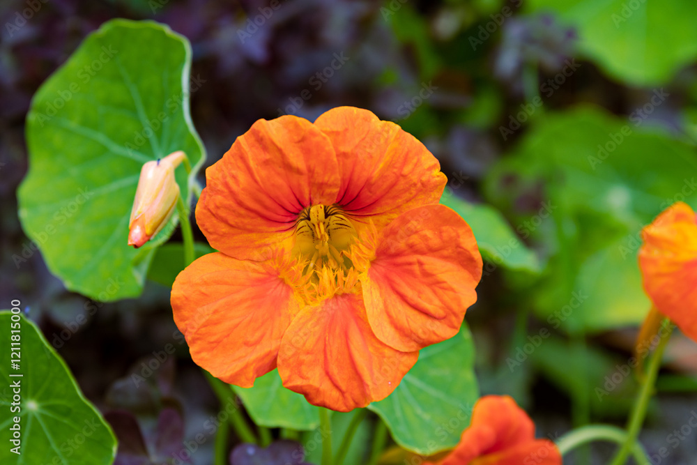Fototapeta premium Vibrant nasturtium flower in full bloom against lush green foliage