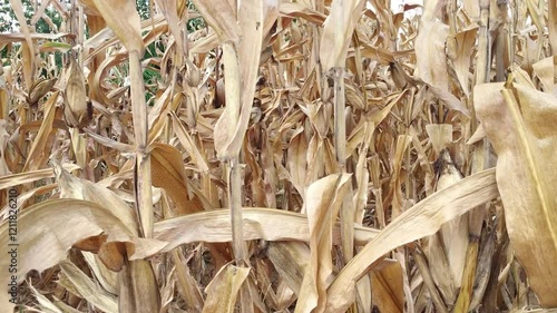 Dry maize field ready to harvest on hilly area during hot day time - hilly rural agricultural area concept