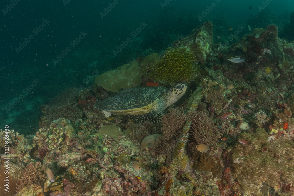 Hawksbill sea turtle in the Sea of the Philippines
Hawksbill sea turtle in the Sea of the Philippines
