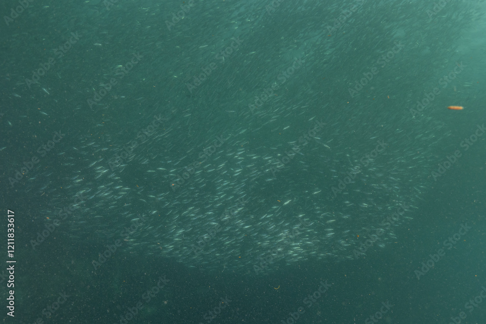 Fish swim in the Sea of the Philippines
Fish swim in the Sea of the Philippines