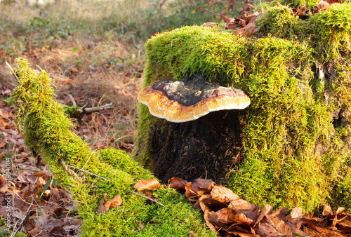 Pilz an einem bemoosten Baumstumpf photo