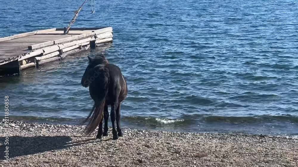 A black horse leans its head towards the calm water at the lakeside, enjoying a refreshing drink on a clear, sunny day. A black horse leans its head towards the calm water at the lakeside, enjoying a refreshing drink on a clear, sunny day.