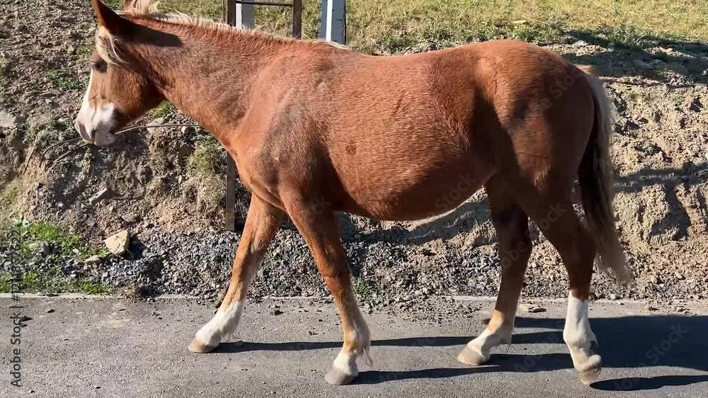 A brown horse with a distinctive white spot. The surrounding landscape features distant hills and a peaceful atmosphere. A brown horse with a distinctive white spot. The surrounding landscape features distant hills and a peaceful atmosphere.