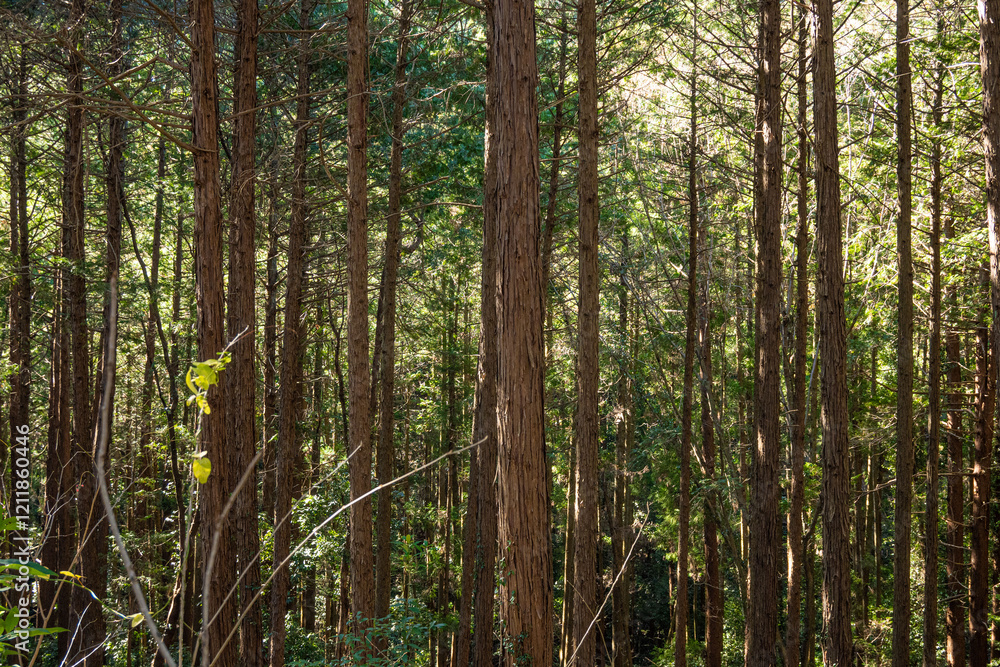 Forest background, woodland landscape of small tall pine trees with green leaves at daytime outdoor in the forest on Mount Hiwada in Japan with space for text. Forest background, woodland landscape of small tall pine trees with green leaves at daytime outdoor in the forest on Mount Hiwada in Japan with space for text.