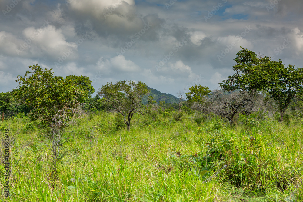 Obraz premium Landscape with wild nature from Yala National Park in Sri Lanka. Travel to Asia.