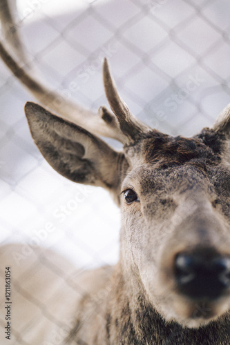 Close-Up of a Majestic Deer