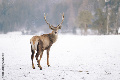 Wild Stag Standing Proud in Snowy Forest Clearing