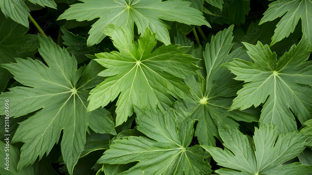 Lush green foliage, close-up leaves texture, garden backdrop, nature wallpaper Lush green foliage, close-up leaves texture, garden backdrop, nature wallpaper