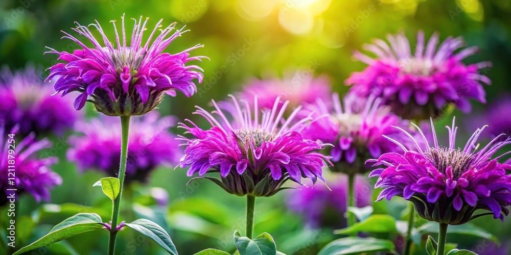 Obraz premium Summer Garden Purple Bergamot Blossoms, Lush Growth