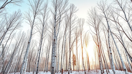 Wallpaper Mural Winter Birch Grove - Stunning Sky Backdrop Torontodigital.ca