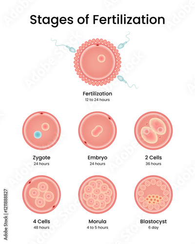 Stages of Fertilization and Implantation