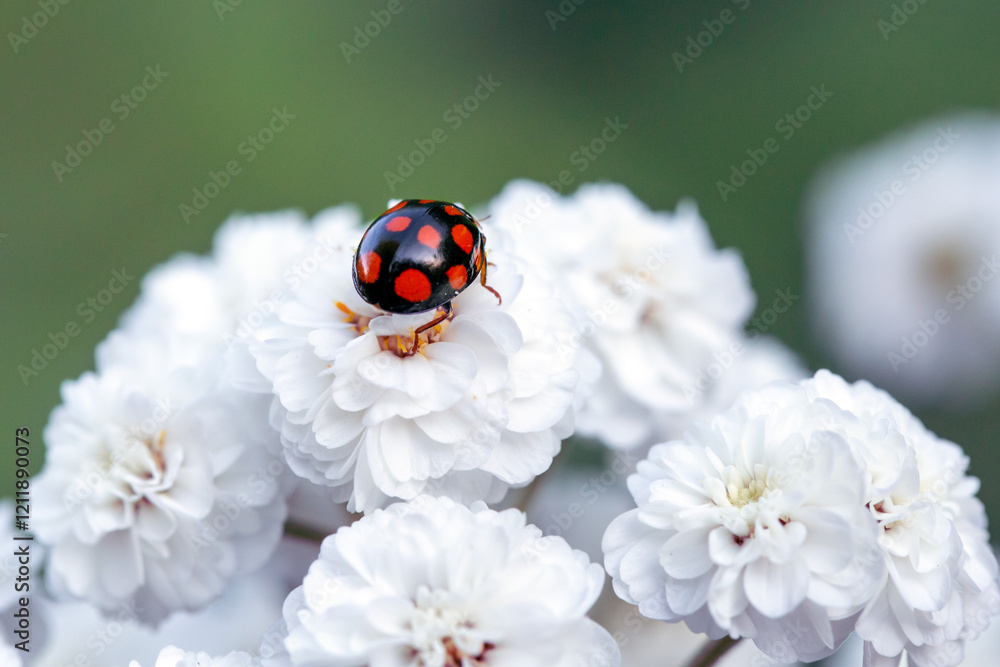 Adorable ladybug on white flowers. Insects in the garden. Adorable ladybug on white flowers. Insects in the garden.