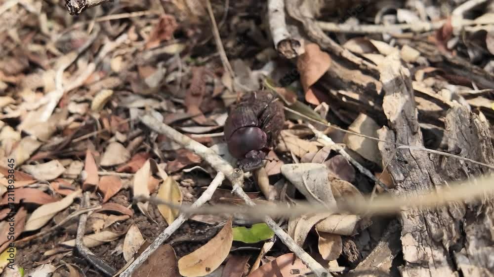 Dung Beetle Dung Beetle
