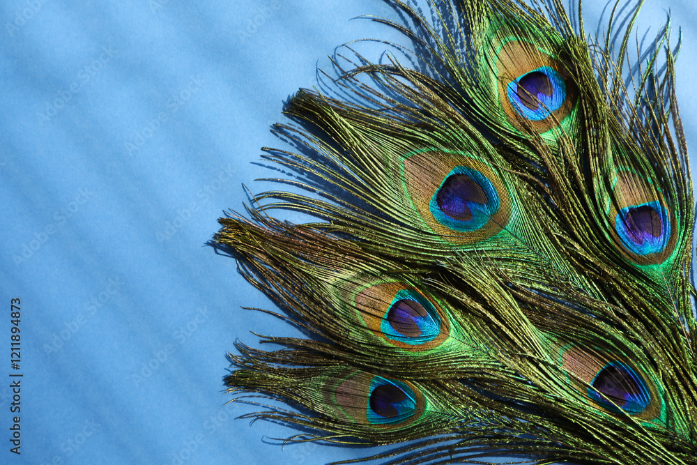 Fototapeta premium Many beautiful peacock feathers on blue background, top view. Space for text