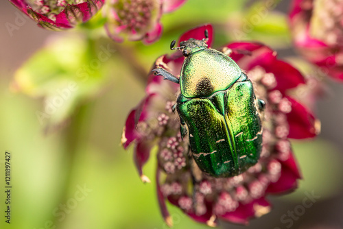 Cetonia aurata golden beetle on pink astrantia flowers. Beauty of nature.