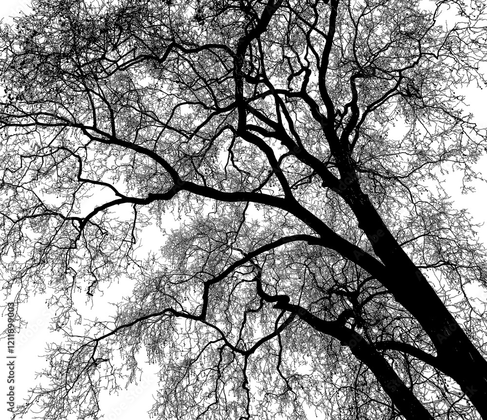 branching,verästelung branching,verästelung