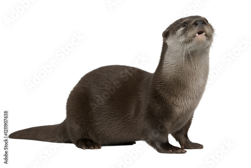 Otter isolated on transparent background photo