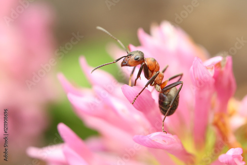 Cuadro en lienzo red wood ant Rote Waldameise formica rufa
