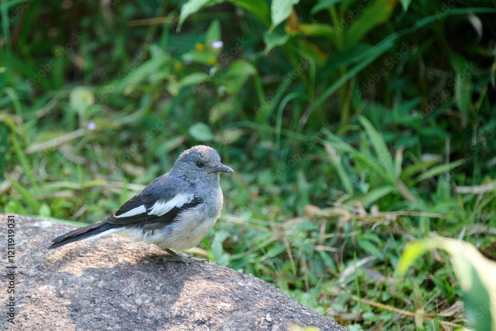 Female Oriental magpie-robin (Copsychus saularis) in Hong Kong Wetland Park at sunny day Female Oriental magpie-robin (Copsychus saularis) in Hong Kong Wetland Park at sunny day