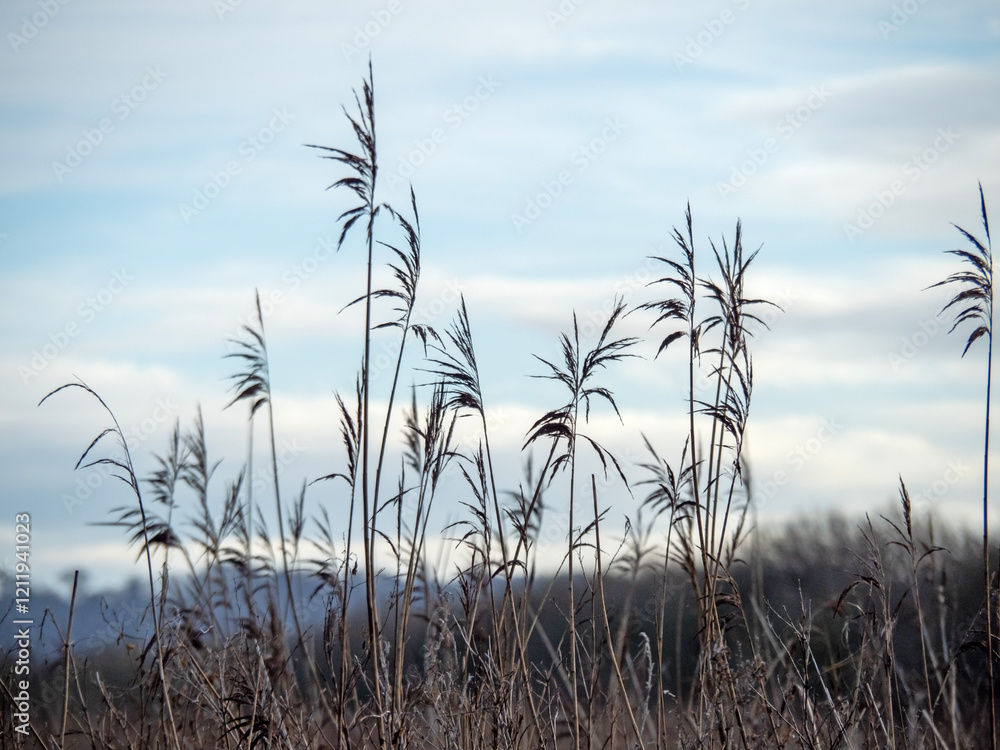 Tall reeds and a blue sky with copy space Tall reeds and a blue sky with copy space
