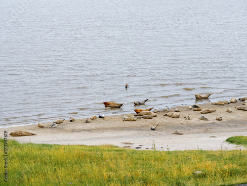 Seals with pups resting on sandbar in the Dollard at high tide, Punt van Reide, Groningen, Netherlands photo