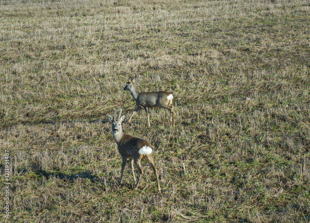 Roe deer walk in a country meadow in spring. In the expanses of Latgale. Roe deer walk in a country meadow in spring. In the expanses of Latgale.