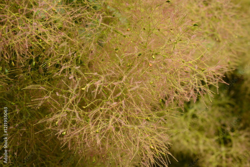 Skumpia leathery. Plant growing in the park of the city Skumpia leathery. Plant growing in the park of the city