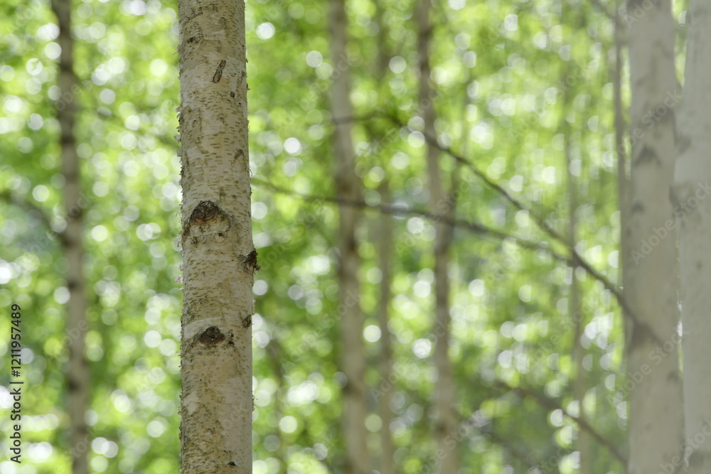 Scenery of a birch forest in Wondae-ri, Inje-gun, Korea, summer Scenery of a birch forest in Wondae-ri, Inje-gun, Korea, summer