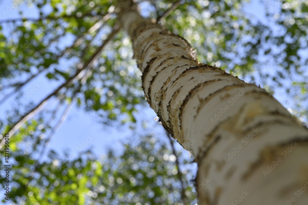 Fototapeta premium Scenery of a birch forest in Wondae-ri, Inje-gun, Korea, summer