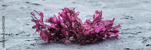 Wallpaper Mural Irish sea moss, Chondrus crispus, edible seaweed, purple, on a black slate background Torontodigital.ca