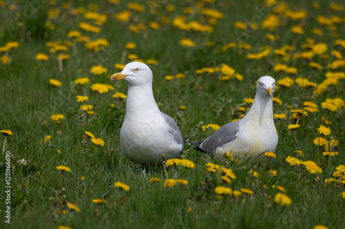 Larus argentatus - European herring gull - Goéland argenté photo