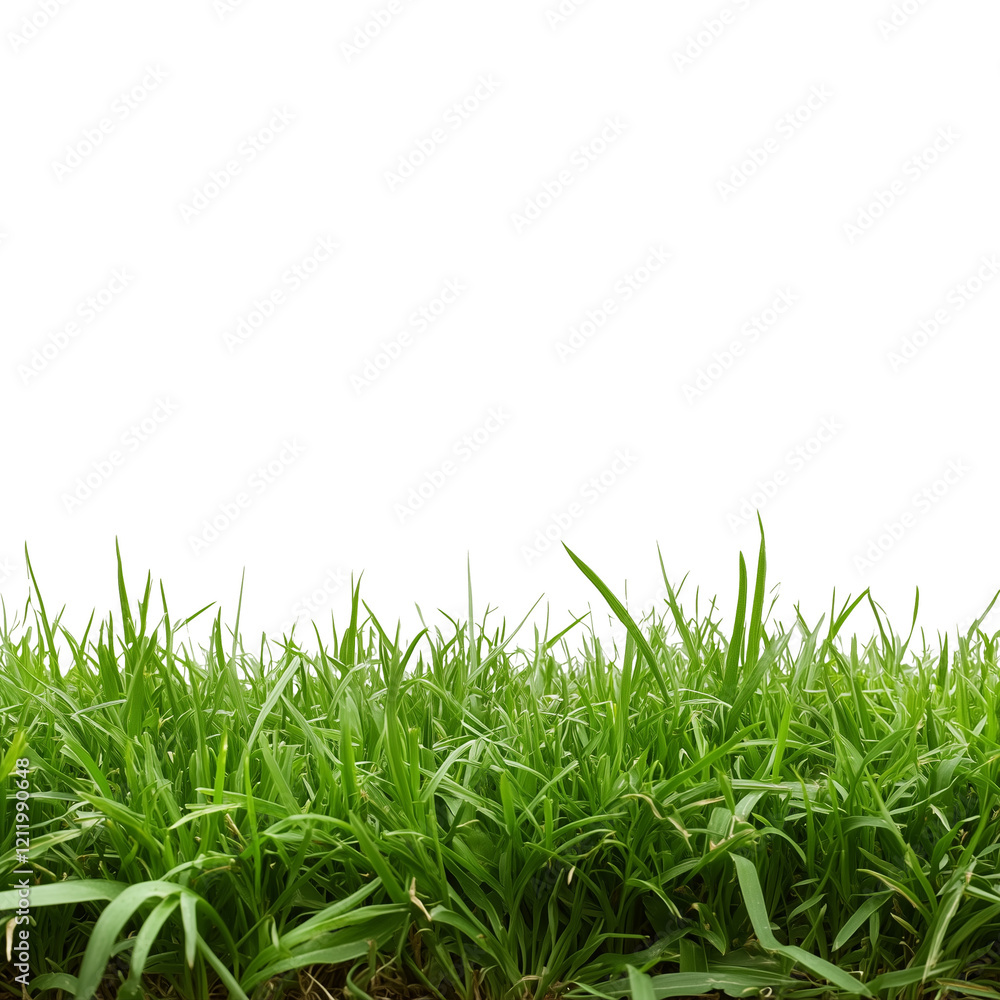 Fresh Green Grass Field Fresh Green Grass Field