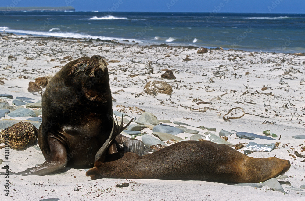 Fototapeta premium Lion de mer, femelle, mâle, Otaria flavescens, Iles Falkland, Malouines