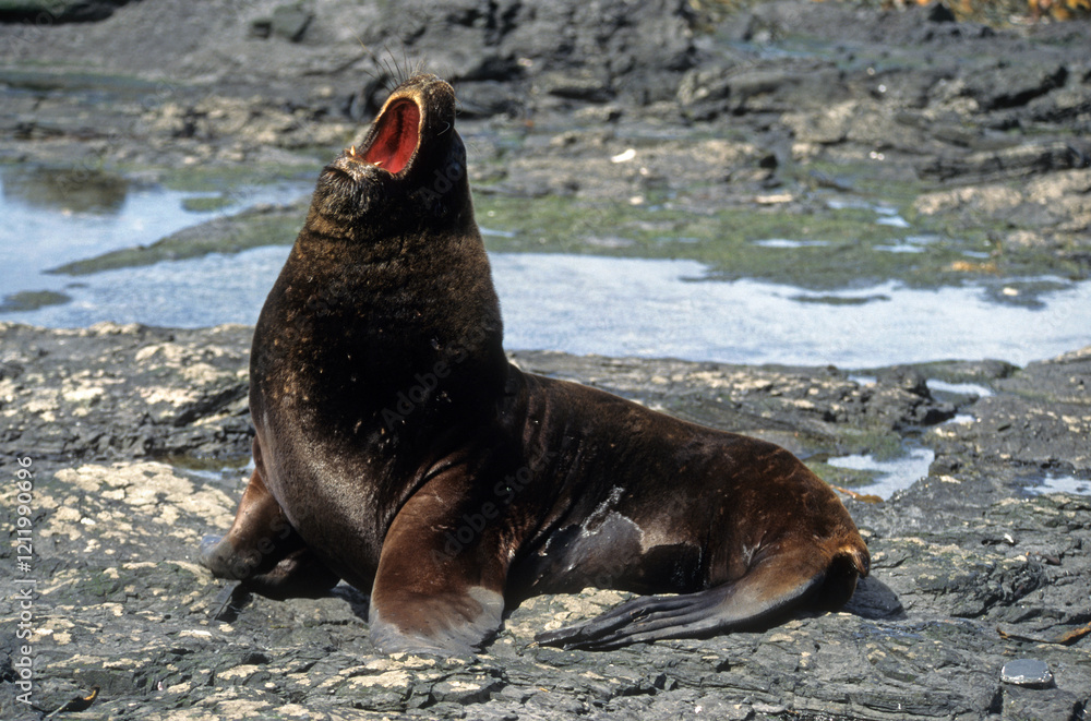 Fototapeta premium Lion de mer, male, Otaria flavescens, Iles Falkland, Malouines